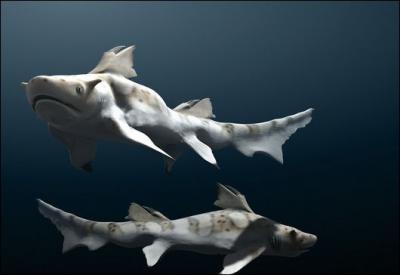 Quel est le nom de ce requin du Jurassique de 2 m de long ?