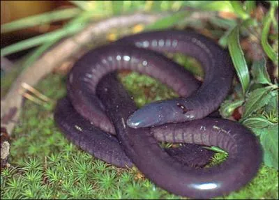 Qu'est-ce qu'un ocaecilia ? Ce genre d'animaux existent toujours aujourd'hui.