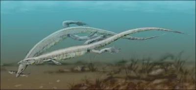 O a-t-on trouv les seuls fossiles du pleurosaurus, petit reptile aquatique de 1, 50 m ?