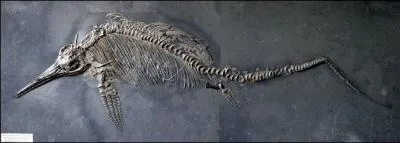 Quel est le nom du genre de cet autre ichthyosaurien de 4 m ? Ici on peut admirer son fossile terriblement bien conserv !
