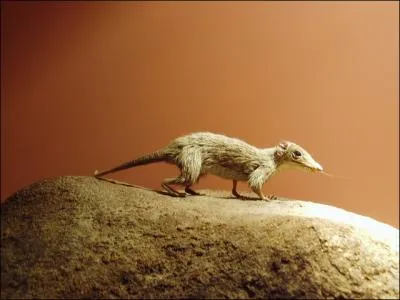 Le megazostrodon tait un ttrapode nocturne  l'apparence d'une musaraigne de 10 cm de long. Son cerveau tait plus dvelopp et plus gros que ses anctres les cynodontes.