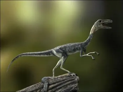 Le compsognathus a longtemps t pris pour le plus petit dinosaure avec ses 80 cm, on en a ensuite trouv d'autres encore plus petits. Lequel de ces dinosaures est plus gros que le compsognathus ?