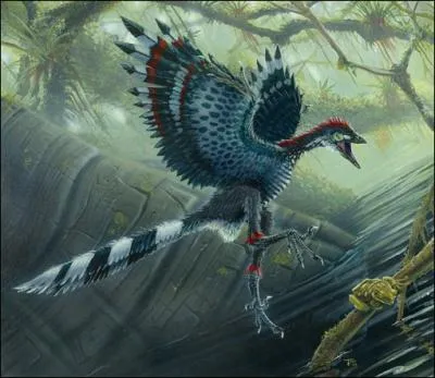Les plumes apparurent pour la premire fois sur l'archaeopteryx, petit thropode de 30 cm de long. Pouvait-il voler  la manire des oiseaux actuels ?