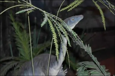  combien estime-t-on le poids du plus petit sauropode ? Cet anchisaurus mesure un peu moins de 2 m.