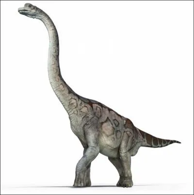 Le brachiosaurus est certainement l'animal le plus gros et le plus grand qui ait jamais exist, son nom signifie  lzard  bras . Combien de mtres mesurait-il de haut ?