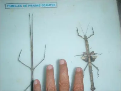 Ceux-ci viennent aussi de Guyane !