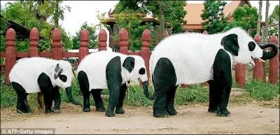 C'est une russite extraordinaire, l'homme a pu croiser une lphante avec . .