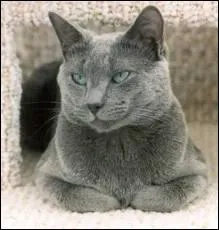 Quelle est cette race ?