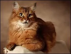 Quelle est cette race ?