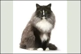 Quelle est cette race ?