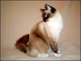 Quelle est cette race ?