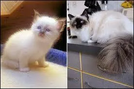 Quelle est cette race ?