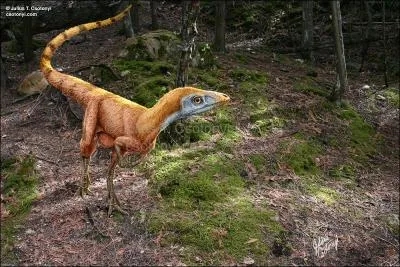 Le fossile du Sinosauropteryx a t rendu clbre  cause d'un particularit, laquelle ? Ce petit thropode de 60 cm a t trouv essentiellement en Chine.
