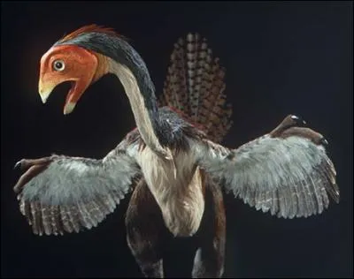 En quelle anne a-t-on dcouvert le Caudipteryx ? Ce dinosaure d'un mtre avait du duvet et des plumes comme les oiseaux actuels et vivait dans les forts ouvertes chinoises.