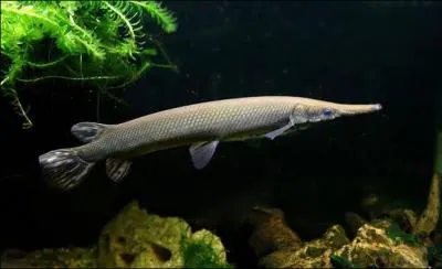 Le Lepisosteus est un poisson qui est apparu au Crtac et qui existe toujours aujourd'hui.