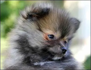 Quelle est la race de ce chien ?