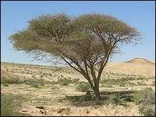 Quelle est la bonne orthographe ?