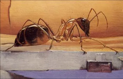 Une fourmi peut mesurer plus de deux centimtres !