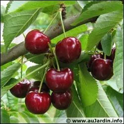 Quel est le truc pour savoir si les cerises sont prtes ?