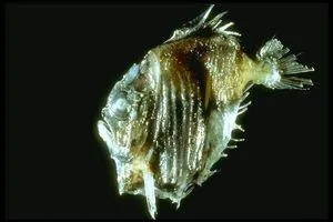 Qu'est-ce que c'est ?