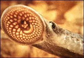 Qu'est-ce que c'est ?