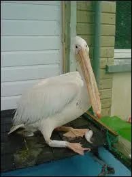 Les habitants de Saint-Jouin Bruneval en Seine-Maritime souhaitent naturaliser leur mascotte morte le mois dernier. Quel tait le nom de ce plican ?