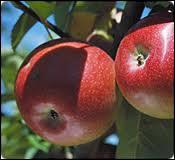 Trouvez l'intrus parmi ces variétés de pommes :