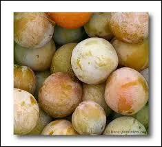 Cherchez l'intrus parmi ces varits de prunes :