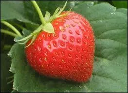 Laquelle n'est pas une fraise ?
