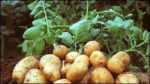 Laquelle n'est pas une pomme de terre ?