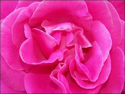 Comment dit-on  rose  en espagnol ?