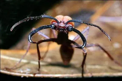 Ce genre de fourmi ?