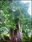 O peut-on visiter l'le Bambo, dont on peut faire le tour en une heure pour dcouvrir des criques minuscules, trois baobabs magnifiques, o on fait de la plonge et rencontre des tortues vertes ?
