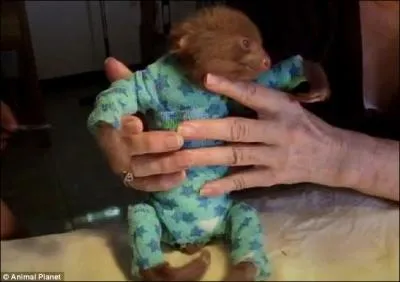 Celui-ci vit en Amrique latine, mais comment s'appelle-t-il ?