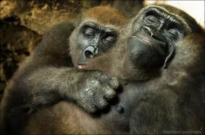 Ce sont de trs gros primates !