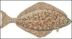 Est-ce que le Narval se nourrit de fltan ?