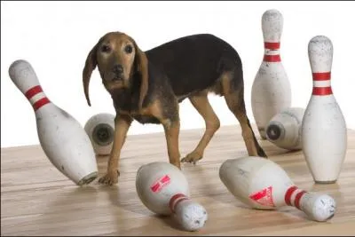 Que vient faire ce chien qui arrive de manire incongrue au milieu du quiz ?