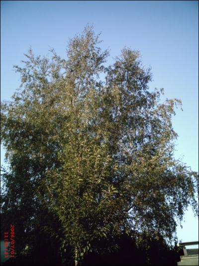 Quel arbre a des feuilles jaunes en automne et une corce blanche  maturit ?