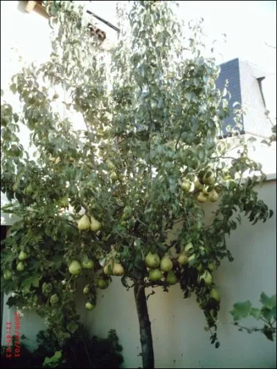 Quel arbre, gnralement de petite taille, fait des fleurs blanches et des fruits coniques et sucrs ?