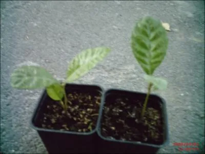 Quel est le nom latin du nflier du Japon ?