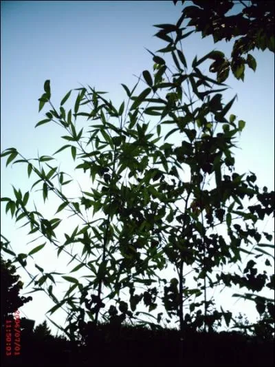 Quelle est la plante prfre des pandas ?