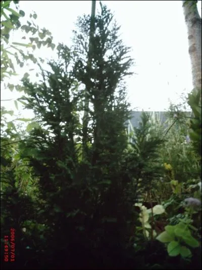 Lequel de ces arbres sert frquemment dans les haies de jardin ?