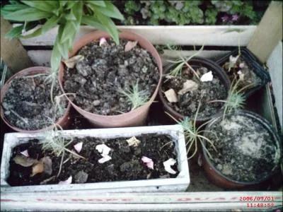 Lequel de ces arbres poussent surtout dans le Sud de la France ?