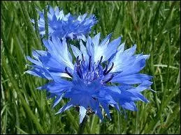 Comment s'appellent ces fleurs ?