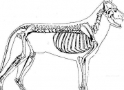 Quiz Quizz anatomie des animaux