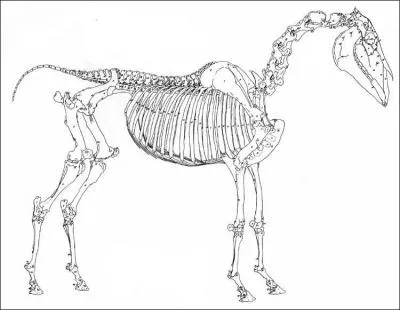 Quel est cet animal ?