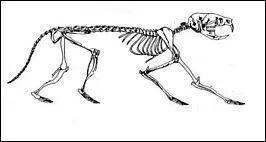 Quel est ce petit animal ?