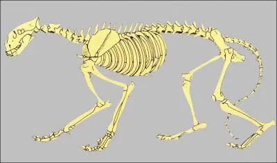 Quel animal represente ce squelette ?