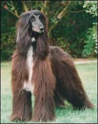 Ce trs bel animal  poils longs est ?