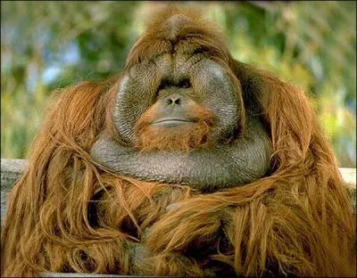 Ce noble animal de Sumatra, est un orang-outan. Il est mis en danger par les industriels prnant l'huile de palme, pour l'alimentaire et le carburant. Son poil est trs long, jusqu' ?
